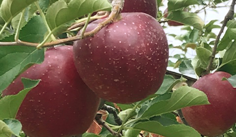 商品紹介（りんご・あんず・ジュース・ジャム）飯島農園｜りんご農園 
