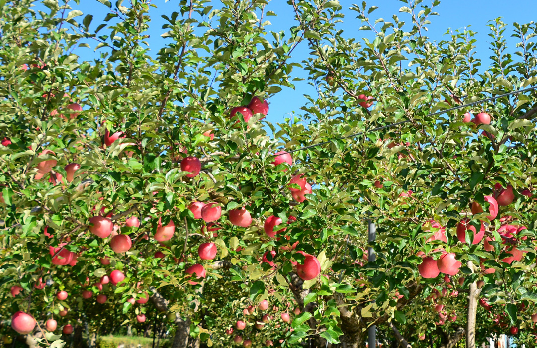 りんご狩り写真２